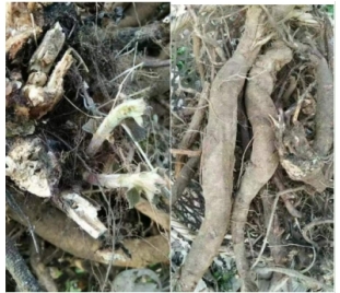 弘扬劳模精神 争当时代先锋 访全国知名中医专家——夏孔彪