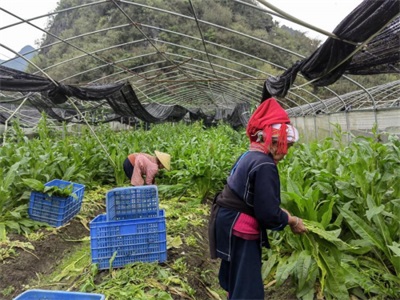 在“农业兴旺、农民安定，则国家统一、社会稳定”的时代强音中，广东神龙食叶草农业有限公司董事长孔岩，紧握习总书记“三农”工作重要论述这把“金钥匙”，全力开拓富硒食叶草产业的广阔天地，为解决粮食安全、食品安全和全民健康问题，推动乡村振兴战略注入了新的活力。