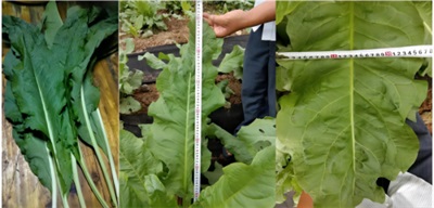 在“农业兴旺、农民安定，则国家统一、社会稳定”的时代强音中，广东神龙食叶草农业有限公司董事长孔岩，紧握习总书记“三农”工作重要论述这把“金钥匙”，全力开拓富硒食叶草产业的广阔天地，为解决粮食安全、食品安全和全民健康问题，推动乡村振兴战略注入了新的活力。