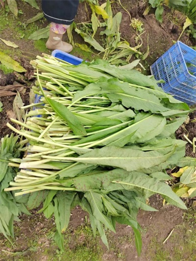 在“农业兴旺、农民安定，则国家统一、社会稳定”的时代强音中，广东神龙食叶草农业有限公司董事长孔岩，紧握习总书记“三农”工作重要论述这把“金钥匙”，全力开拓富硒食叶草产业的广阔天地，为解决粮食安全、食品安全和全民健康问题，推动乡村振兴战略注入了新的活力。